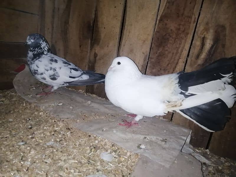 breeder male pigeon for sale / exchange possible 4