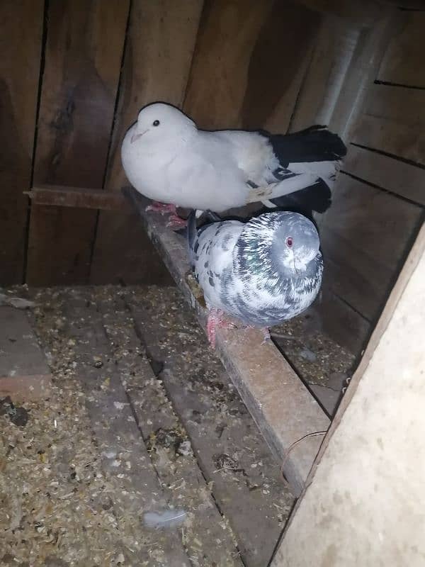 breeder male pigeon for sale / exchange possible 5