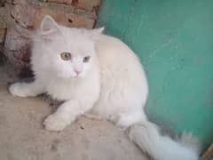 Persian male for sell urgent