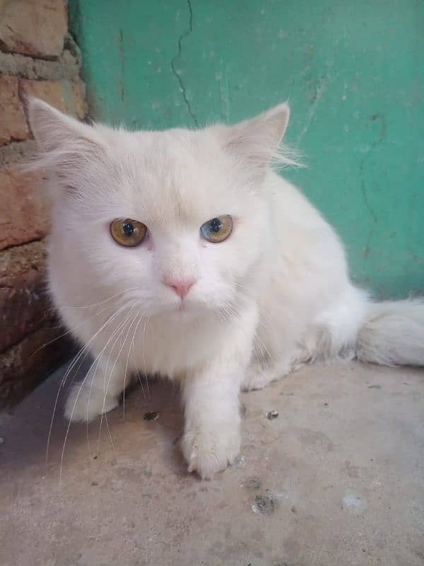 Persian male for sell urgent 1