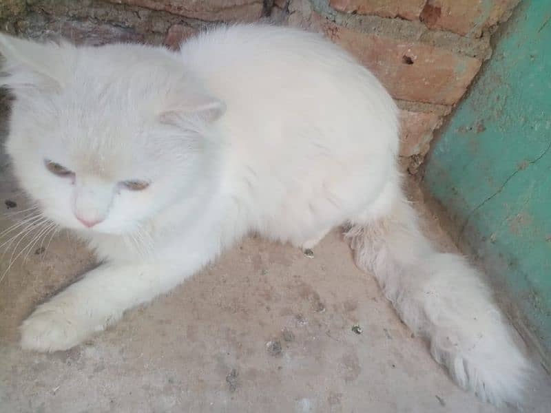 Persian male for sell urgent 2