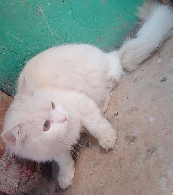 Persian male for sell urgent 3