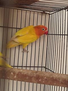 Beautiful Red Dark Hud Latino Lovebirds Pair