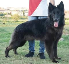 Black German Shepherd | Long Coat male | Dog | GSD for Sale