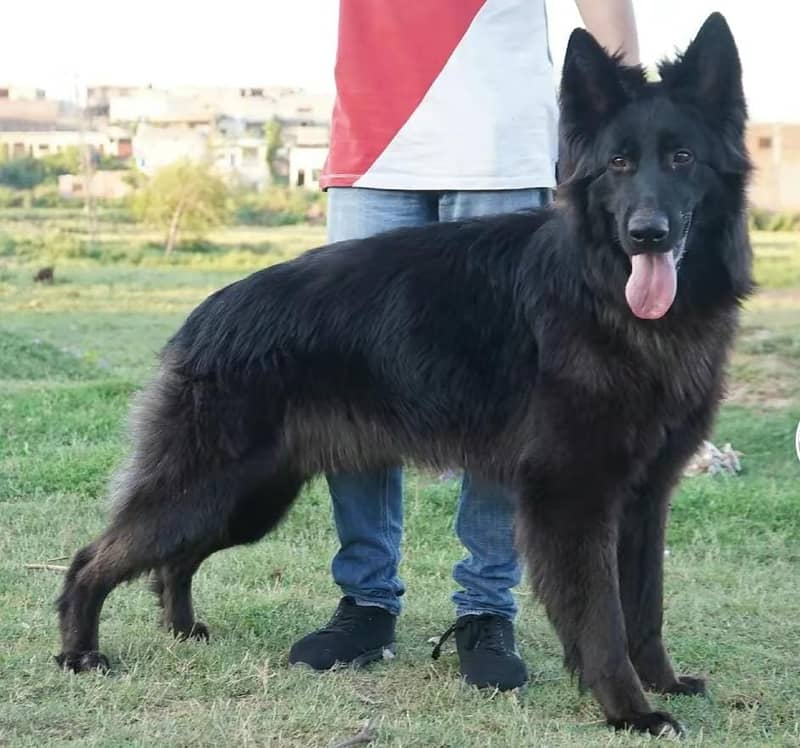 Black German Shepherd | Long Coat male | Dog | GSD for Sale 0