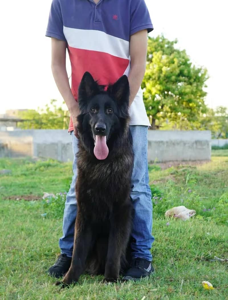 Black German Shepherd | Long Coat male | Dog | GSD for Sale 1