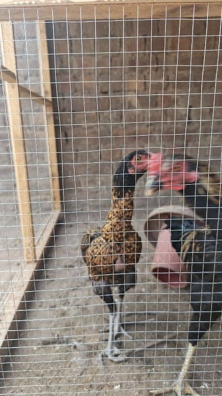 Aseel Hens available 2 to 6 months age very good quality 0