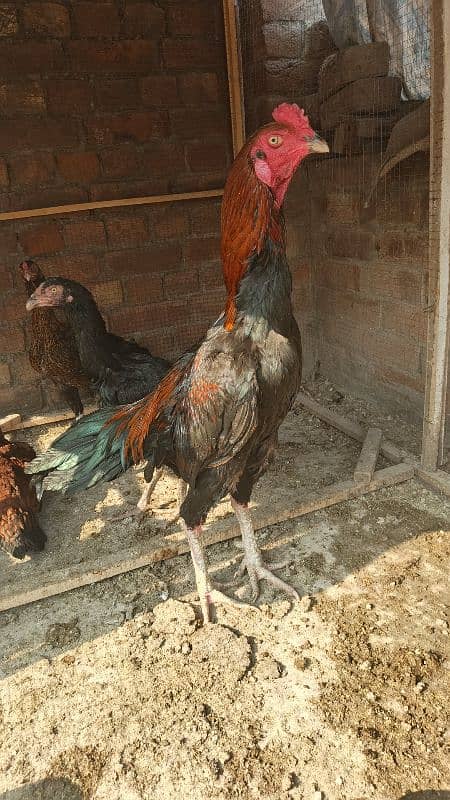 Aseel Hens available 2 to 6 months age very good quality 1