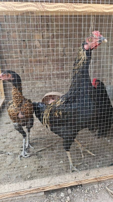 Aseel Hens available 2 to 6 months age very good quality 5