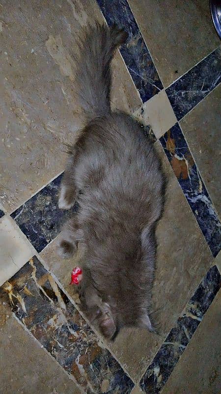 AMARICAN GREY MALE CAT DOUBLE COTED 0