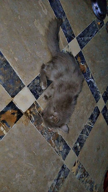 AMARICAN GREY MALE CAT DOUBLE COTED 3