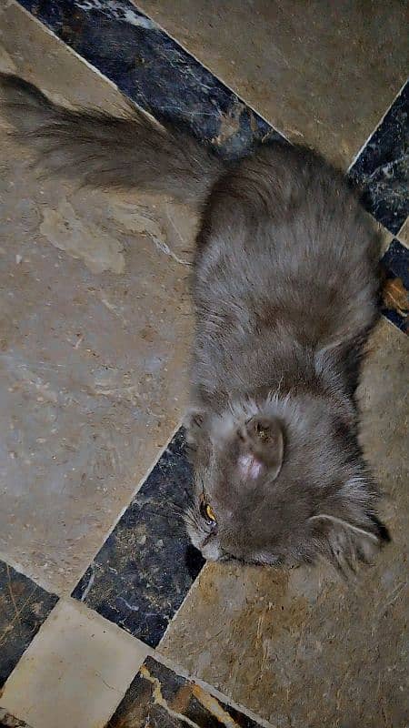 AMARICAN GREY MALE CAT DOUBLE COTED 4