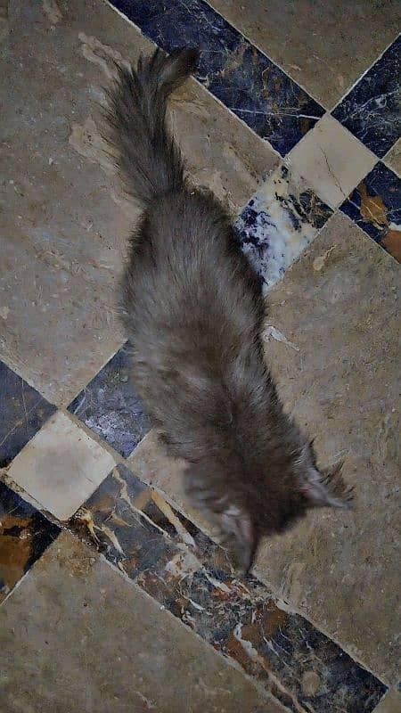 AMARICAN GREY MALE CAT DOUBLE COTED 5