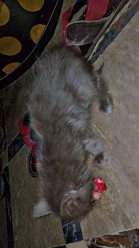 AMARICAN GREY MALE CAT DOUBLE COTED 6