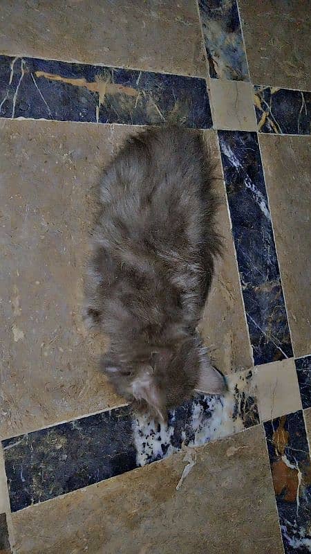 AMARICAN GREY MALE CAT DOUBLE COTED 9