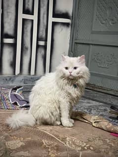 White persian cat male