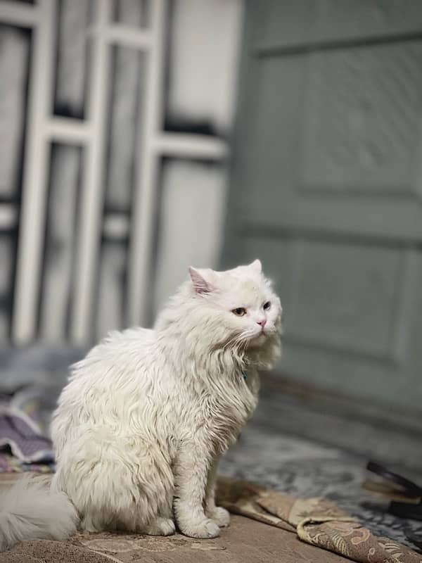 White persian cat male 1