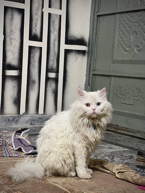 White persian cat male 2