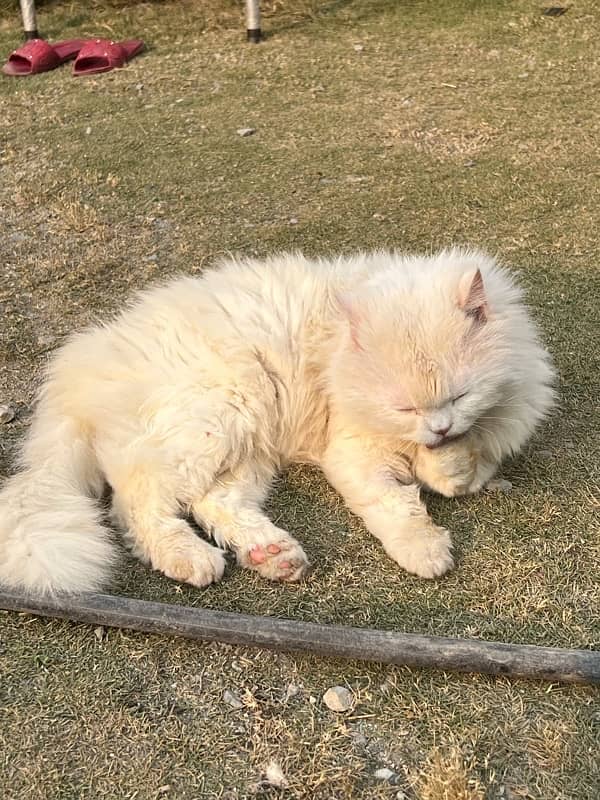 White persian cat male 3