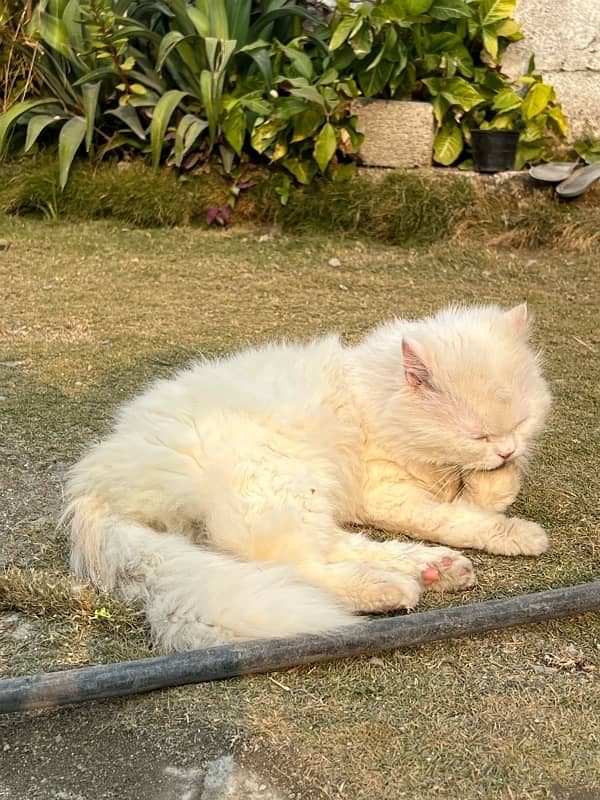 White persian cat male 4