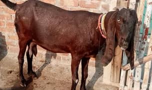 Desi bakri for sale