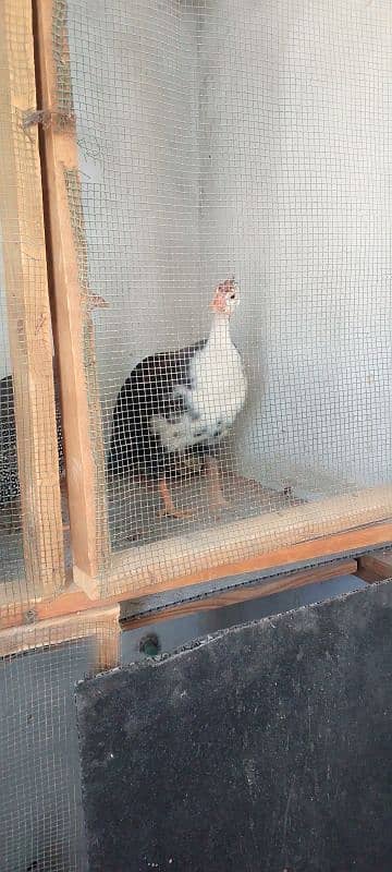 Guinee fowl  cheeni murgi 2