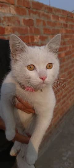 Full Active Female Cat Urgent Sale