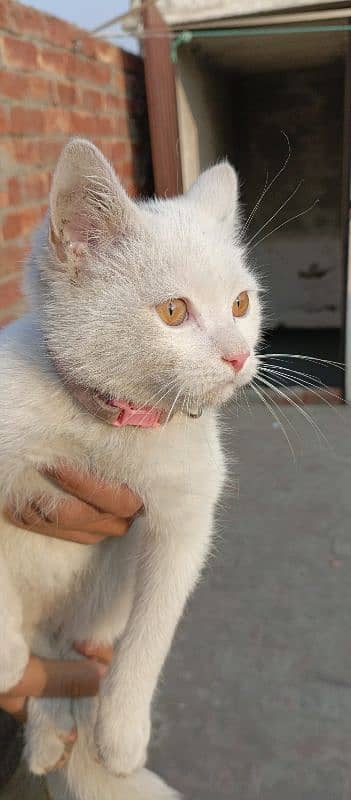 Full Active Female Cat Urgent Sale 1