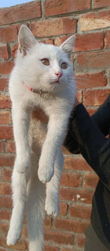 Full Active Female Cat Urgent Sale 3