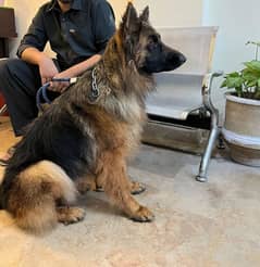 german shepherd long coat female