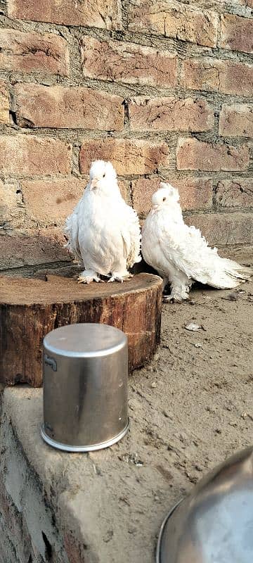 fancy pigeons |karbalai | frill back |frizzle sherazi Sentient 1