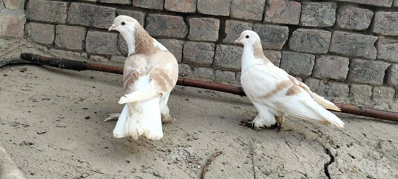 fancy pigeons |karbalai | frill back |frizzle sherazi Sentient 2