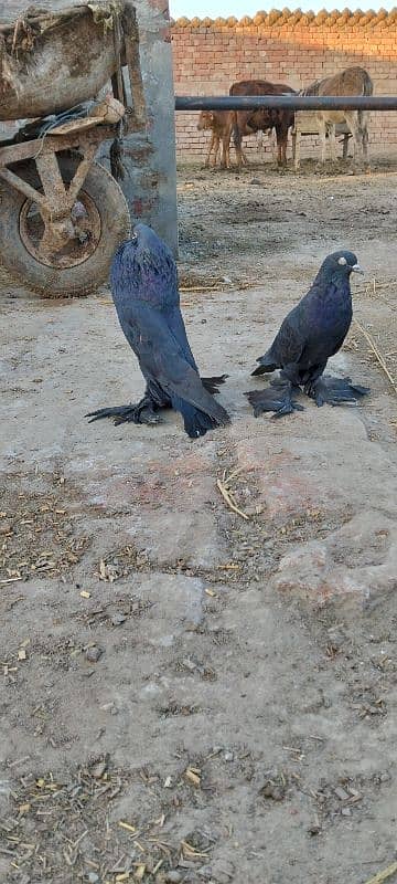 fancy pigeons |karbalai | frill back |frizzle sherazi Sentient 3