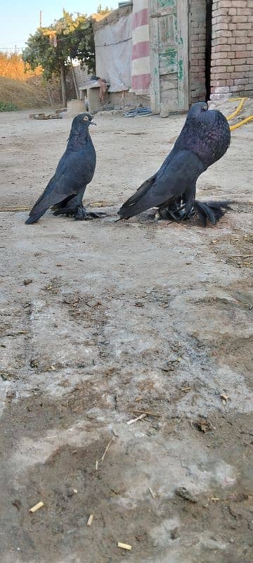 fancy pigeons |karbalai | frill back |frizzle sherazi Sentient 4