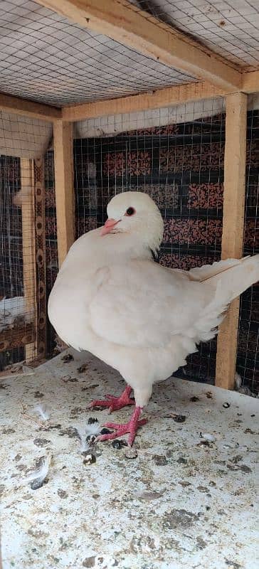 fancy pigeons |karbalai | frill back |frizzle sherazi Sentient 11