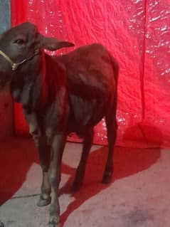 sahiwal breed