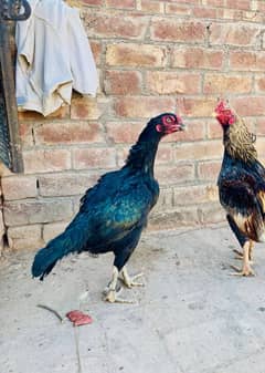 Pure Aseel Mainwali Egss Fertility Guaranteed cheni or black dono hens