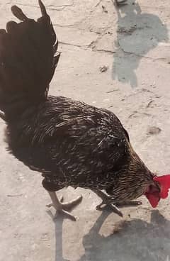 Desi aur australorp male hen for sale