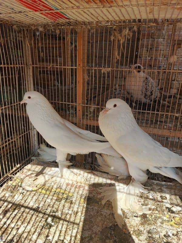 fancy pigeons 0