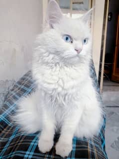 triple quote Persian cat