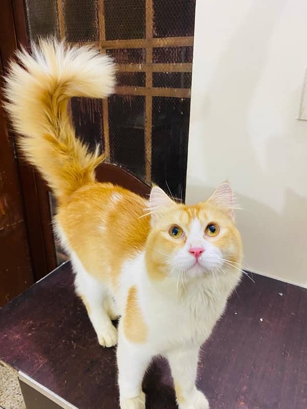 Persian Adult Male For Sale 4