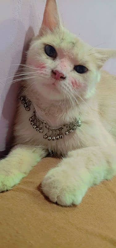 Double coated Female pershion cat vaccinated 1