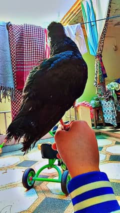 hand tame pigeon patha 03117413997