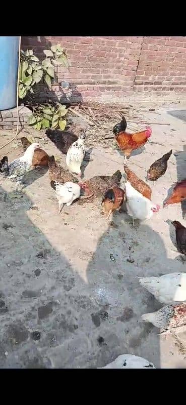 Desi Hens 0