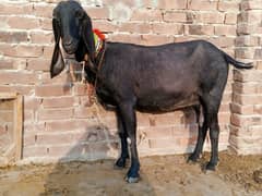 Pure Black beetal bakri