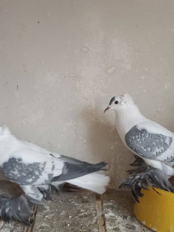 Fancy Peign Quality Breedr pair setup F/S All pair Healthy and Active 3