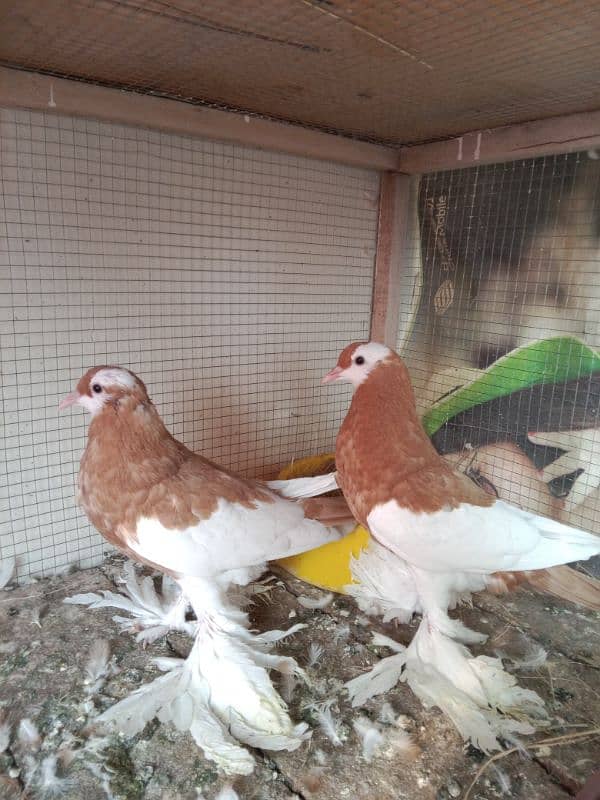 Fancy Peign Quality Breedr pair setup F/S All pair Healthy and Active 8