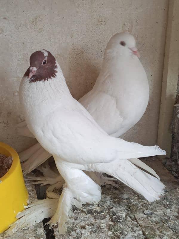 Fancy Peign Quality Breedr pair setup F/S All pair Healthy and Active 9