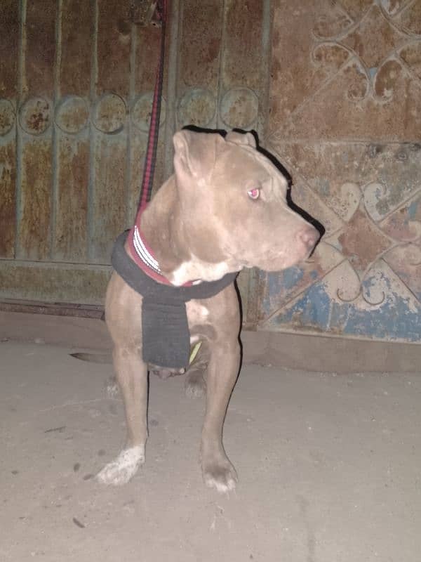 American pitbull dog 1