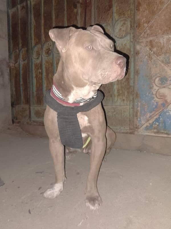 American pitbull dog 2